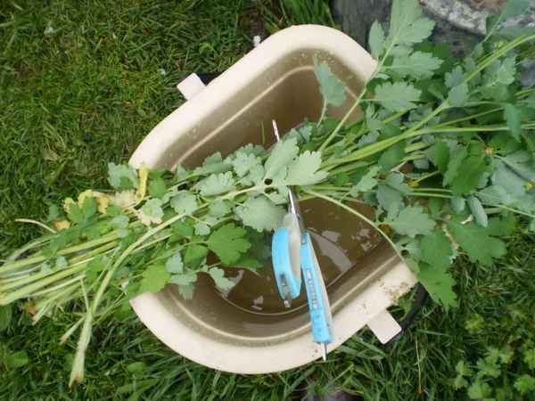 6 способов применения сорняков после прополки