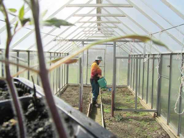 Чем обработать землю в теплице осенью от болезней и вредителей?