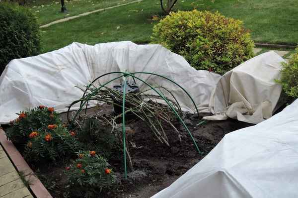 Когда, как и чем укрывать розы на зиму?