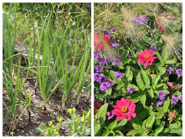 Цветники или огород: что требует больше сил и времени?