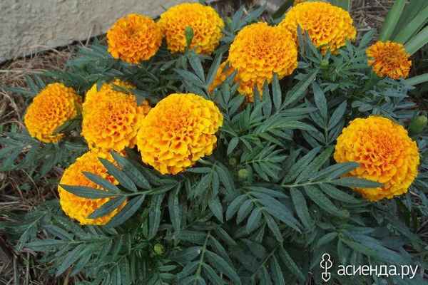 Шафран и бархатцы — различие цветков