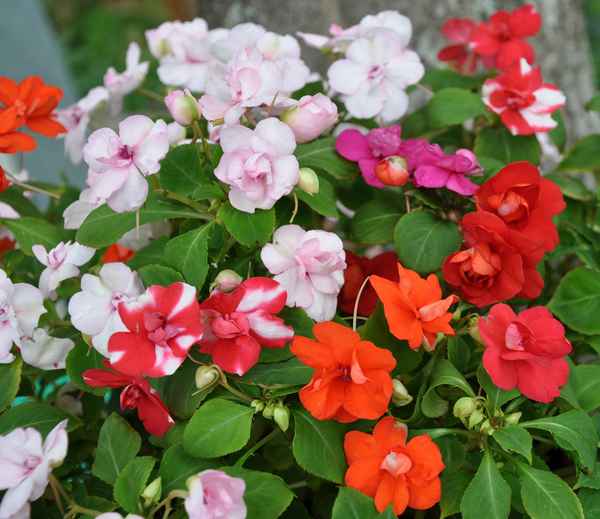 Бальзамин уоллера: описание, выращивание и уход в домашних условиях