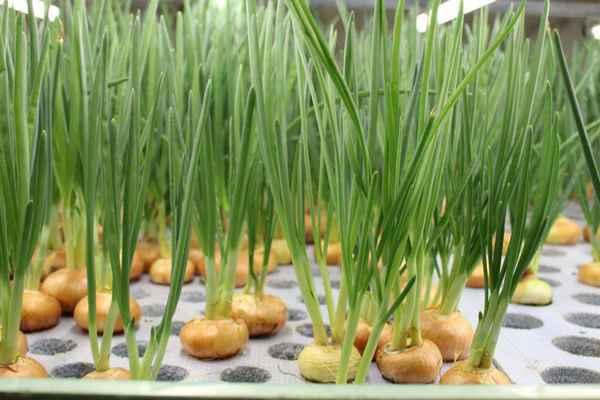 Особенности выгонки лука