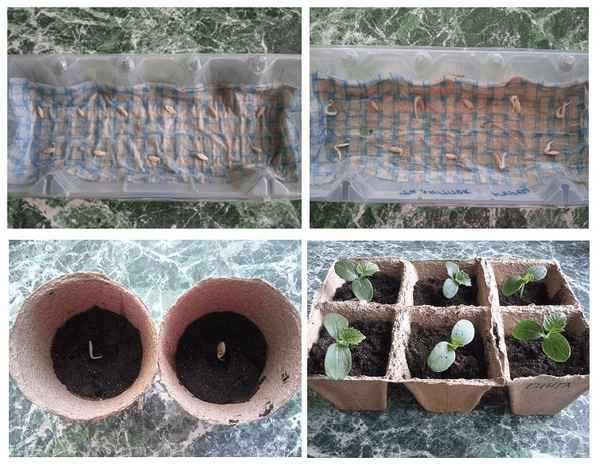 Когда сеять огурцы на рассаду