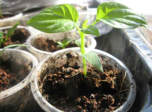 Особенности выращивания рассады перца в домашних условиях