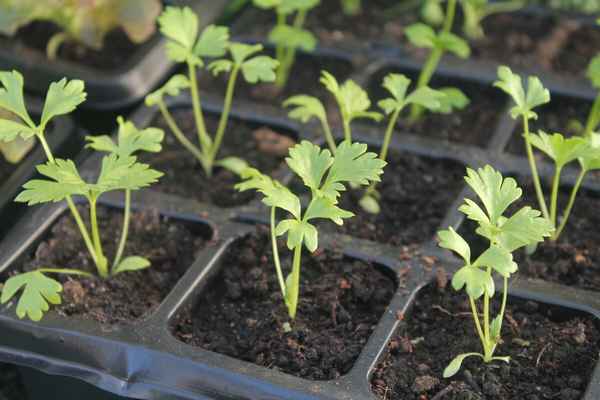 Особенности выращивания и ухода за рассадой сельдерея