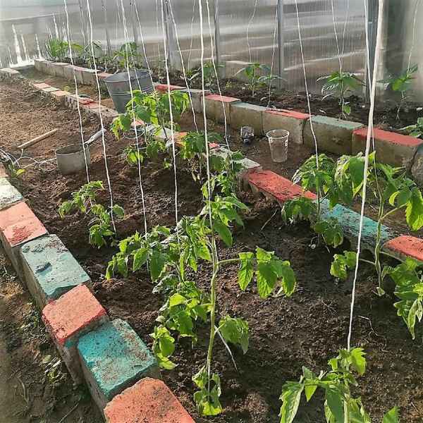 Как правильно посадить рассаду в теплице из поликарбоната