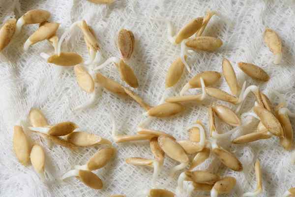 Особенности проращивания огуречных семян