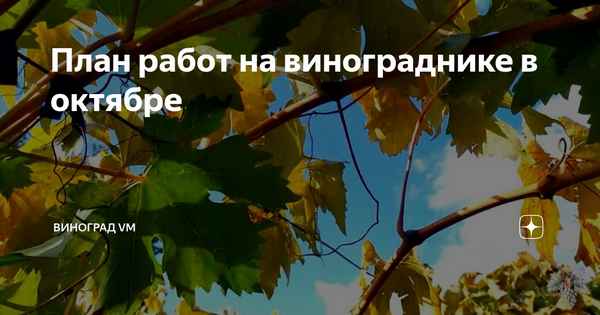 5 процедур, которые необходимы винограду в октябре