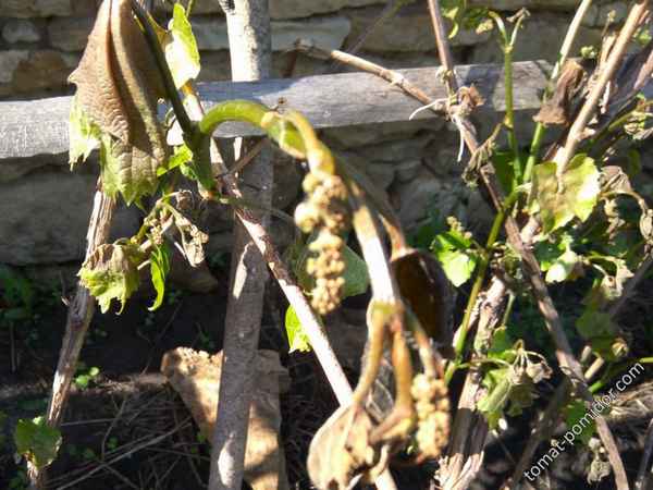 Померзли листья на винограде! У Вас есть 2 дня, чтобы сделать это!