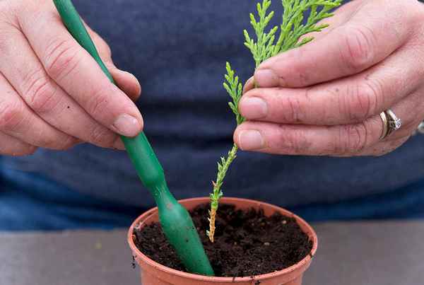 9 садовых растений, которые несложно вырастить из черенков