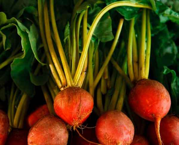 12 редких корнеплодов для вашего огорода – удивите соседей!