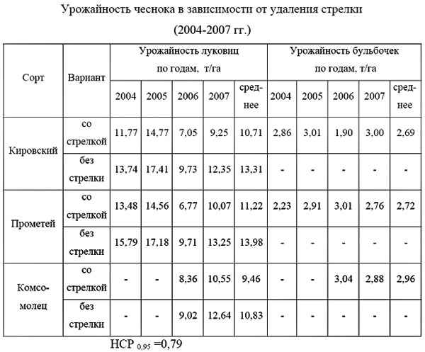 Урожайность чеснока: средние показатели, как повысить урожайность