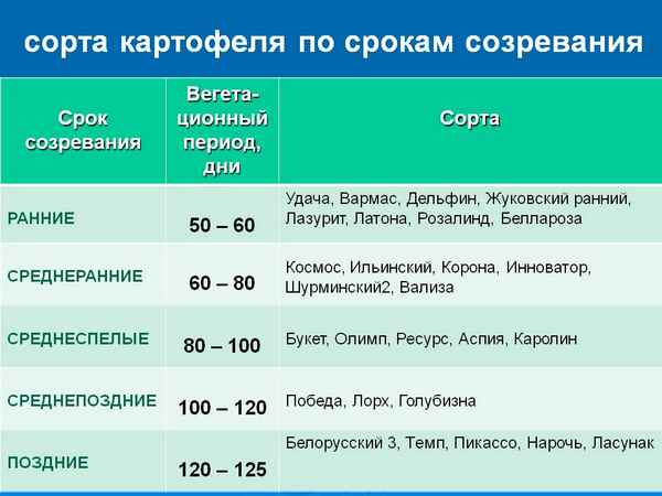 Сроки созревания картофеля от посадки до сбора урожая