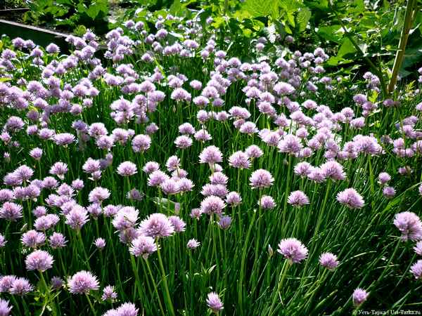 Особенности выращивания и ухода за шнитт-луком