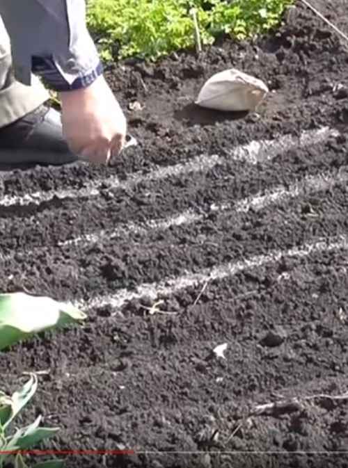 Как правильно сеять петрушку, чтобы она быстро взошла