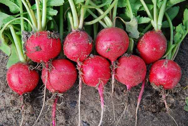 Лучшие сорта редиса и их хаpaктеристика