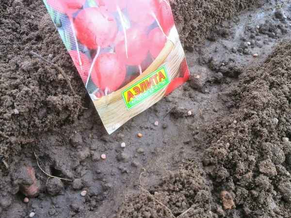 Посадка редиса летом на второй урожай