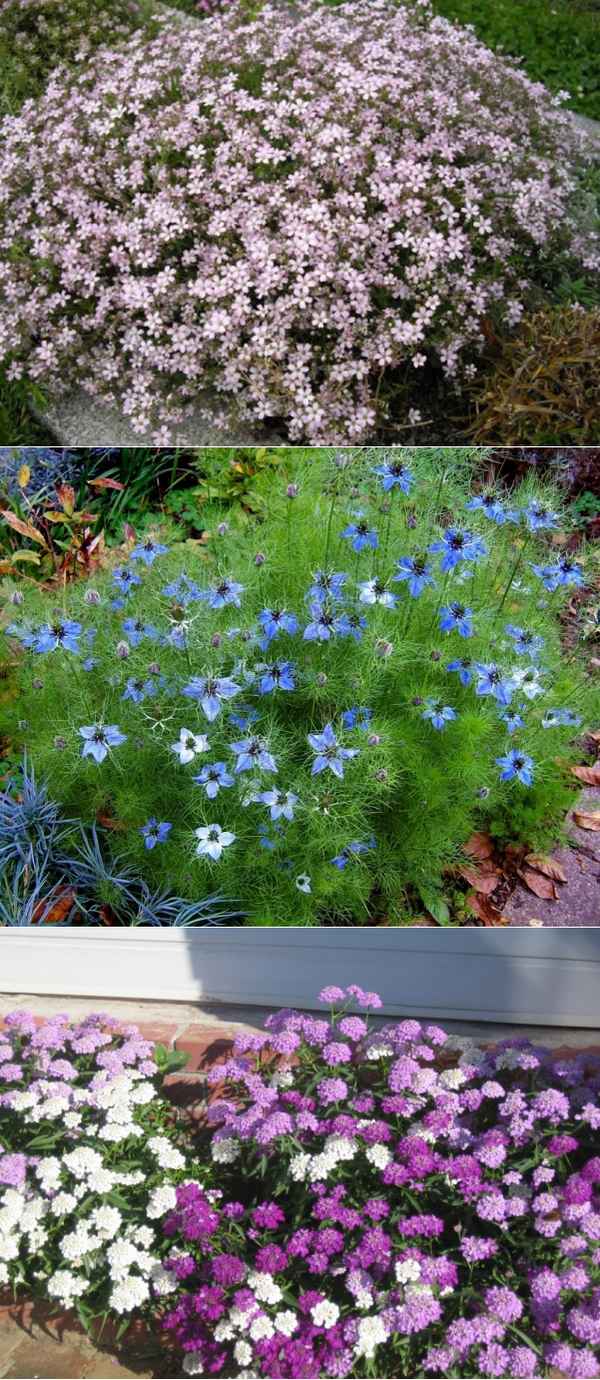 9 неприхотливых однолетников, которые можно вырастить без рассады