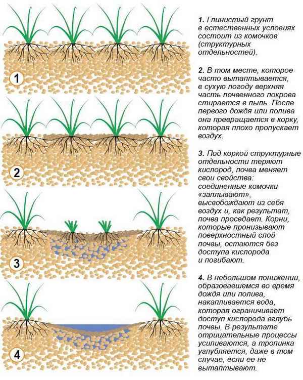 10 прекрасных растений для глинистой почвы