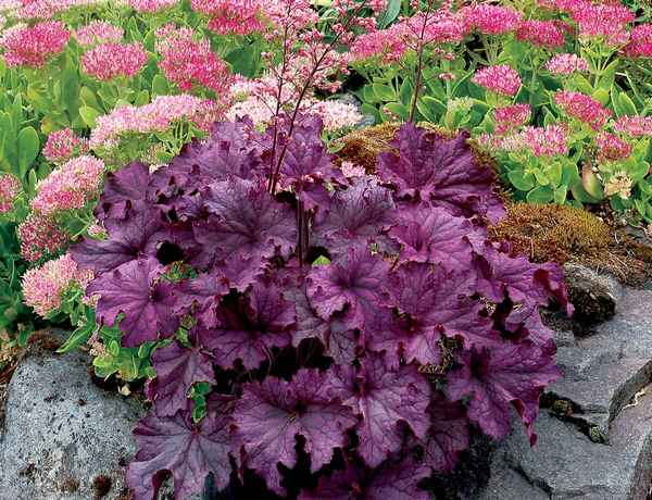 6 прекрасных многолетников с пышными листьями