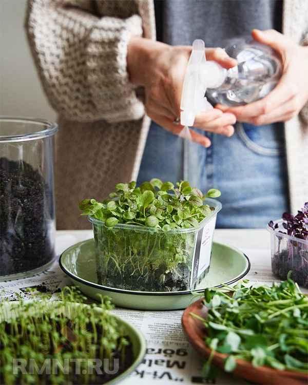 Что такое микрозелень и как её выращивать дома