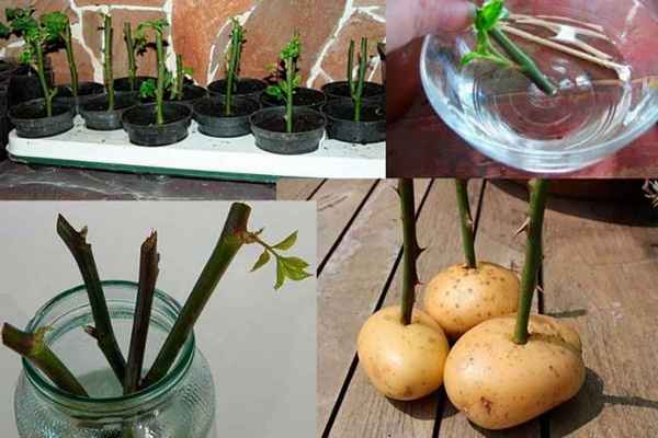 Укоренение овощных черенков: как выращивать овощи из черенков