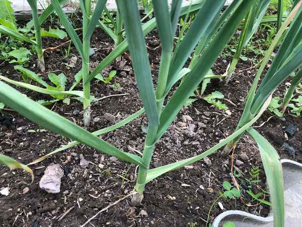 Как вырастить чеснок в теплице