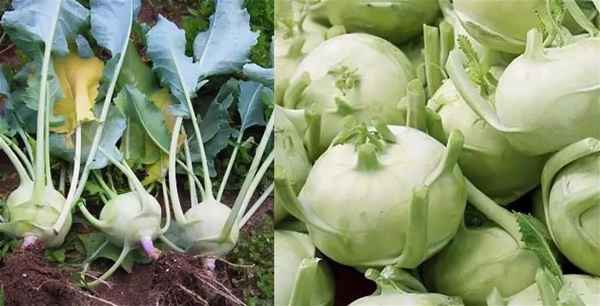Когда собирать и как хранить капусту «Кольраби»?