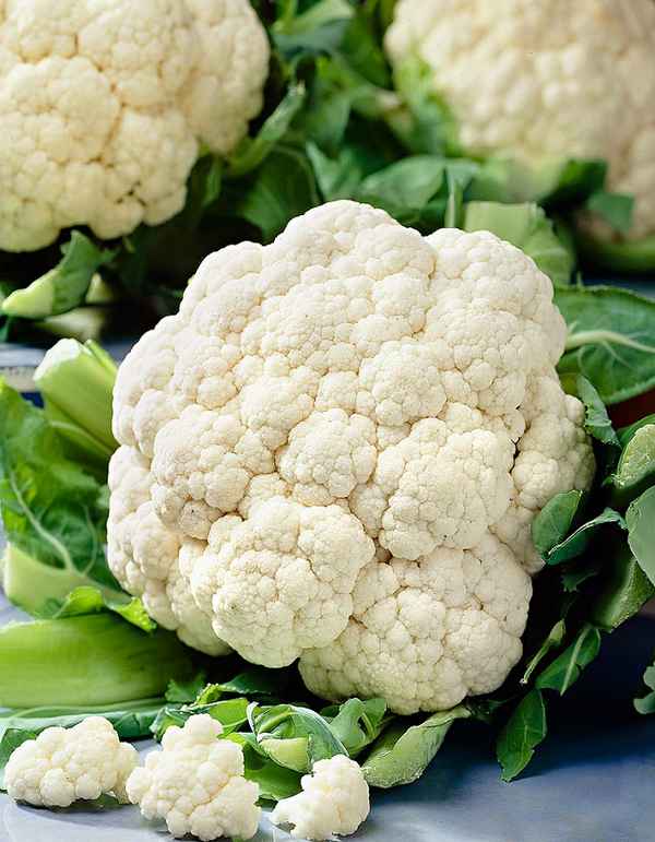 Ранние, среднеранние и поздние сорта цветной капусты