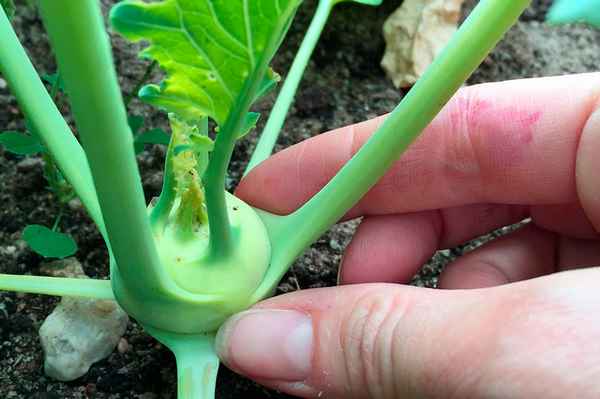 Секреты выращивания капусты кольраби