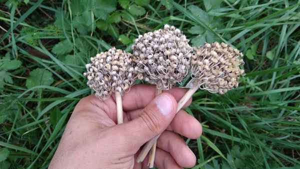 Когда собирать и хранить семена лука