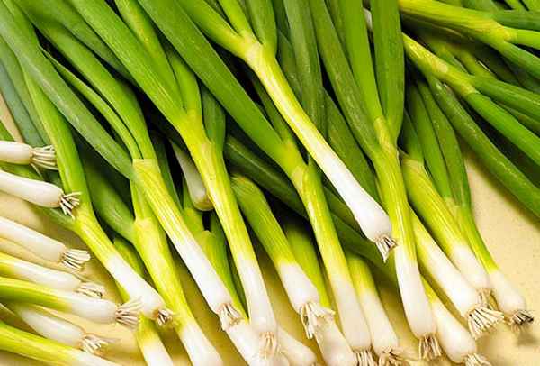 Лук-батун сорта Параде — особенности посева и ухода