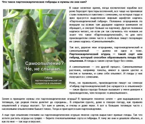 Пчелоопыляемые и партенокарпические огурцы - в чём разница