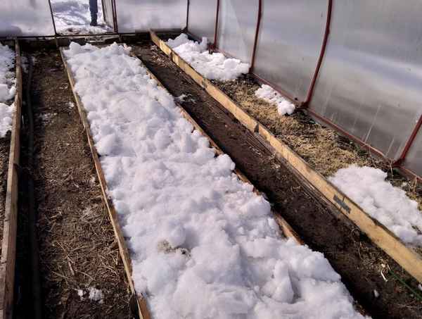 Особенности посадки редиса в теплице под зиму