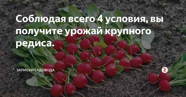 Что посадить после редиса