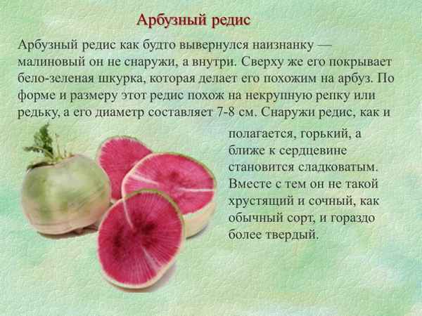 Описание и хаpaктеристика арбузного редиса
