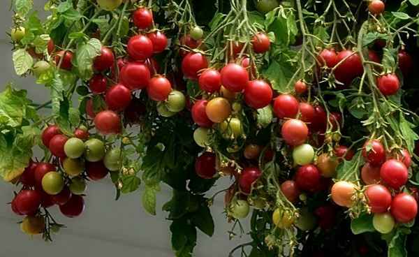5 лучших сортов ампельных томатов