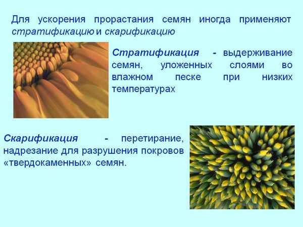 7 простых способов ускорить прорастание семян