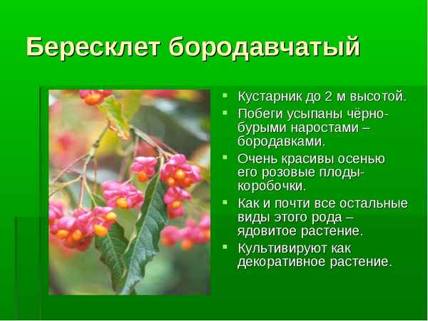 Описание декоративных и дикорастущих деревьев и кустарников бородавчатого бересклета