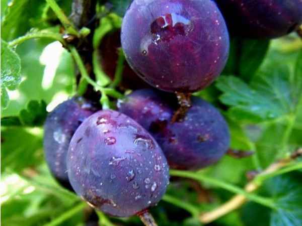 Сорта крыжовника с чёрными плодами: внешний вид, хаpaктеристики