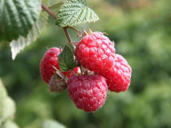 Ремонтантная малина: лучшие районированные сорта