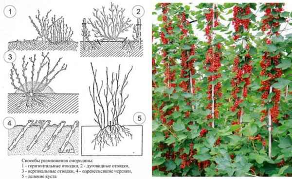Как размножать красную смородину черенкованием