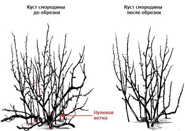 Обрезка смородины на осень для новичков