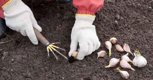Весенняя посадка чеснока