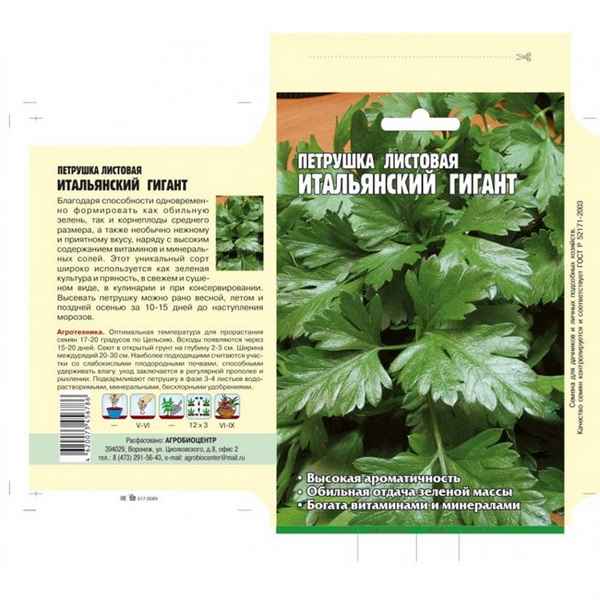 Особенности посадки и ухода за петрушкой Итальянский гигант