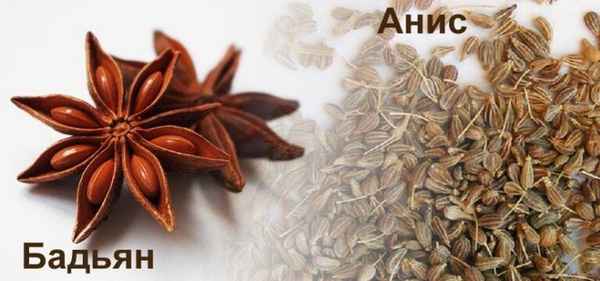 Чем отличаются бадьян и анис?