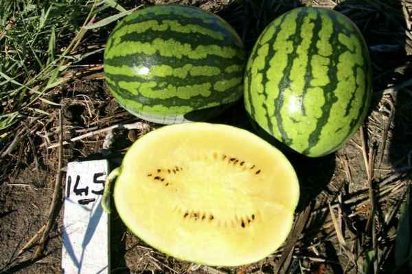 Особенности кормовых арбузов