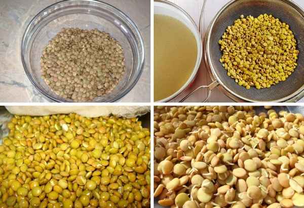 Как и какую чечевицу можно проращивать дома для еды