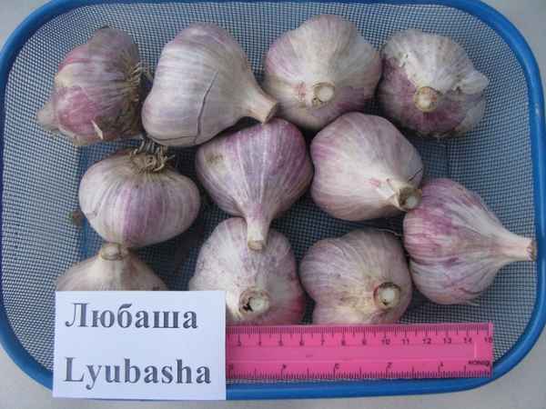 Чеснок озимый «Любаша»: описание, агротехника выращивания